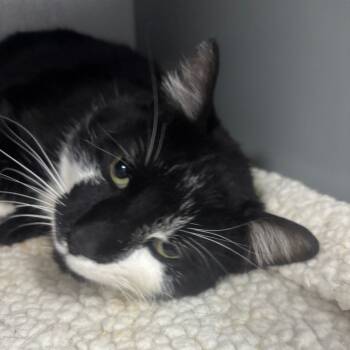 Rescue Domestic Short Hair Cats for Adoption in Granville, Ohio - Binx | PetCurious