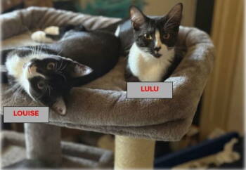 Rescue Tuxedo and Domestic Short Hair Cats for Adoption in San Jose, California - Lulu And Louise | PetCurious