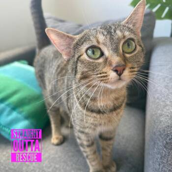 Dolly Purrton -  Domestic Short Hair Cat for Adoption in Vancouver, British Columbia - Dolly Purrton | PetCurious