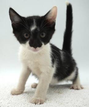 Pinwheel -  Domestic Short Hair Cat for Adoption in Bowling Green, Kentucky - Pinwheel | PetCurious