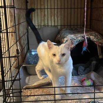 KINGDOM -  Domestic Short Hair Cat for Adoption in Ben Avon, Pennsylvania - KINGDOM | PetCurious