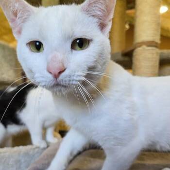 Domestic Short Hair Cats Available for Adoption in Park Falls, Wisconsin - Casper | PetCurious