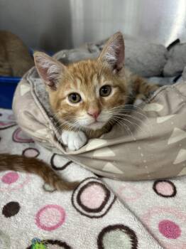 Muskrat -  Domestic Short Hair Cat for Adoption in Yorkville, Illinois - Muskrat | PetCurious