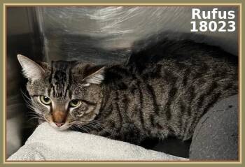 Domestic Short Hair and Tabby Cats Available for Adoption - RUFUS | PetCurious