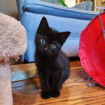 Honeycrisp -  Domestic Medium Hair Cat for Adoption in Ferndale, Michigan - Honeycrisp | PetCurious