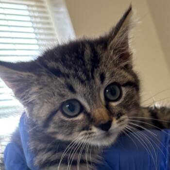 Daytona -  Domestic Short Hair Cat for Adoption in Kanab, Utah - Daytona | PetCurious