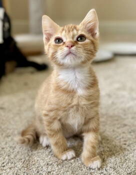 Rescue Tabby and Domestic Short Hair Cats for Adoption in Garner, North Carolina - Gummi Bear | PetCurious