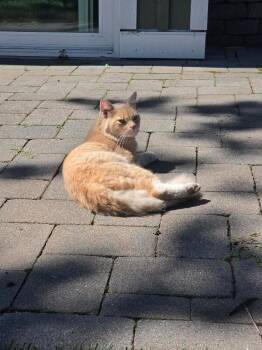 Rupert -  Domestic Medium Hair Cat for Adoption - Rupert | PetCurious