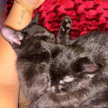 Mr. Happy -  Domestic Short Hair Cat for Adoption in West Olive, Michigan - Mr. Happy | PetCurious