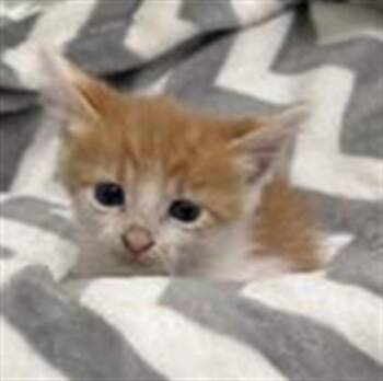 JERRY -  Domestic Short Hair Cat for Adoption in Rosenberg, Texas - JERRY | PetCurious