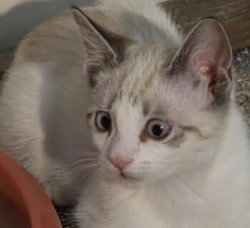 YvetteH -  Snowshoe and Siamese Cat for Adoption in North Highlands, California - YvetteH | PetCurious