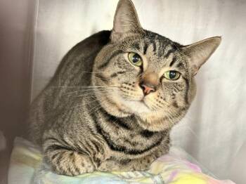 Poseidon -  Domestic Short Hair Cat for Adoption in New York, New York - Poseidon | PetCurious