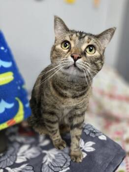 Rescue Domestic Short Hair Cats for Adoption in Topeka, Kansas - Missy | PetCurious