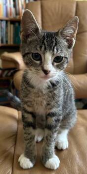 Dylan -  Domestic Short Hair Cat for Adoption in Fort Collins, Colorado - Dylan | PetCurious