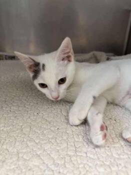 Rescue Domestic Short Hair Cats for Adoption in Annapolis, Maryland - Plankton | PetCurious