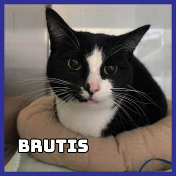 Rescue Domestic Short Hair Cats for Adoption in Glenwood, Minnesota - Brutis | PetCurious