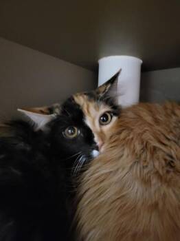 FOXY -  Domestic Short Hair Cat for Adoption in Albuquerque, New Mexico - FOXY | PetCurious