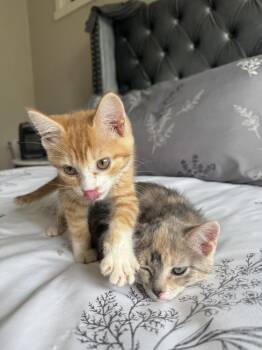Poppy -  Domestic Short Hair Cat for Adoption in Lafayette, Colorado - Poppy | PetCurious
