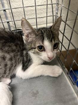 A273049 -  Domestic Short Hair Cat for Adoption in Chula Vista, California - A273049 | PetCurious