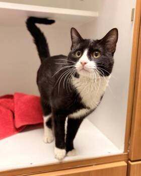 Guppy -  Domestic Short Hair Cat Available for Adoption in Fairfax, Virginia - Guppy | PetCurious