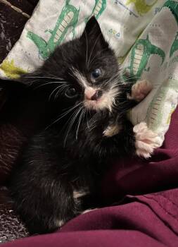 Rescue Domestic Short Hair Cats for Adoption in Clinton, South Carolina - Bee | PetCurious