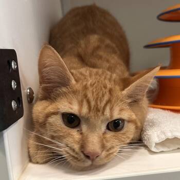 Domestic Short Hair Cats Available for Adoption in Greensboro, North Carolina - Honey Toast | PetCurious
