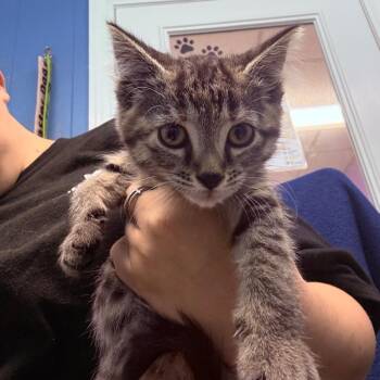 Rumi -  Domestic Short Hair Cat for Adoption - Rumi | PetCurious
