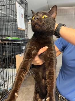 Rescue Domestic Short Hair Cats for Adoption in Winnsboro, South Carolina - Chance Cat 6 | PetCurious