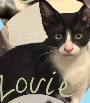 Rescue Domestic Short Hair Cats for Adoption - Louie | PetCurious