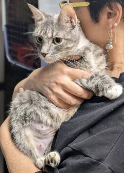 Luna -  Domestic Short Hair Cat Available for Adoption - Luna | PetCurious
