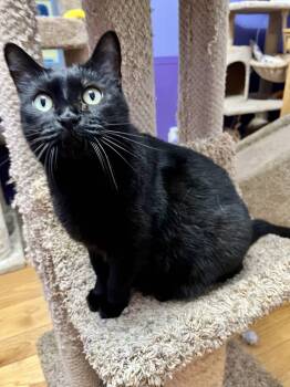 Rescue Domestic Short Hair Cats for Adoption in Port Washington, Wisconsin - Raven | PetCurious