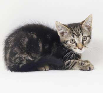 Tigrita is terrrifffficcc - LOVES her sister Chrispita -  Tabby and Bengal Cat for Adoption in Bedford Hills, New York - Tigrita Is Terrrifffficcc - LOVES Her Sister Chrispita | PetCurious