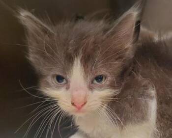 Cotton Candy -  Domestic Long Hair and Domestic Short Hair Cat for Adoption in Kansas City, Missouri - Cotton Candy | PetCurious