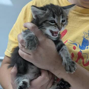 Stan -  Domestic Long Hair Cat for Adoption in Canton, Illinois - Stan | PetCurious