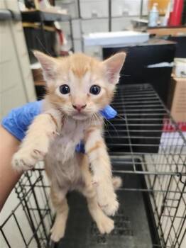 A660046 -  Domestic Short Hair Cat for Adoption in Houston, Texas - A660046 | PetCurious