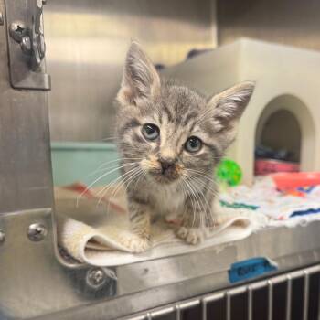 Bingo -  Domestic Short Hair Cat for Adoption in Fairport, New York - Bingo | PetCurious