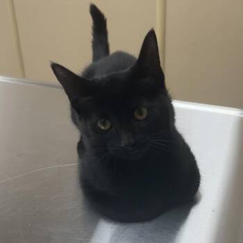 Pogo -  Domestic Short Hair Cat for Adoption in Naperville, Illinois - Pogo | PetCurious