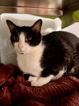Sassafras -  Domestic Short Hair Cat for Adoption in Midland, Michigan - Sassafras | PetCurious