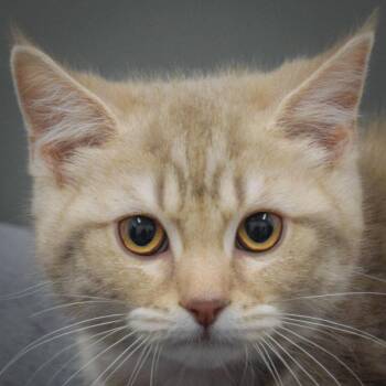 Scottish Fold and Domestic Medium Hair Cats Available for Adoption in Huntley, Illinois - Maggie | PetCurious