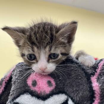 Josh -  Domestic Short Hair Cat for Adoption in West Palm Beach, Florida - Josh | PetCurious