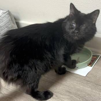 Domestic Long Hair Cats Available for Adoption in Austin, Texas - Tilly Cat | PetCurious