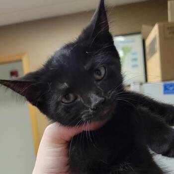 Bing-Bong -  Domestic Short Hair Cat for Adoption in Milan, Illinois - Bing-Bong | PetCurious