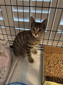 Jimothy -  American Shorthair and Tabby Cat for Adoption in Emerald Isle, North Carolina - Jimothy | PetCurious