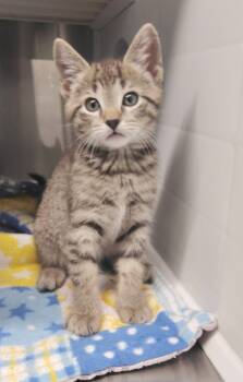 Rescue Domestic Short Hair Cats for Adoption in Athens, Tennessee - Hamsta | PetCurious