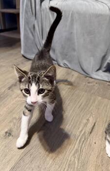 Ford -  Domestic Short Hair Cat Available for Adoption in Greenwich Township, New Jersey - Ford | PetCurious