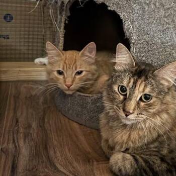 Cosmos -  Domestic Medium Hair Cat for Adoption in Prescott, Arizona - Cosmos | PetCurious