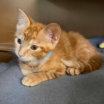 Louie -  Domestic Short Hair Cat for Adoption in Middlebury, Vermont - Louie | PetCurious