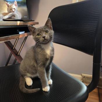 Captain Angua von Uberwald -  Domestic Short Hair Cat for Adoption in Greensboro, North Carolina - Captain Angua Von Uberwald | PetCurious