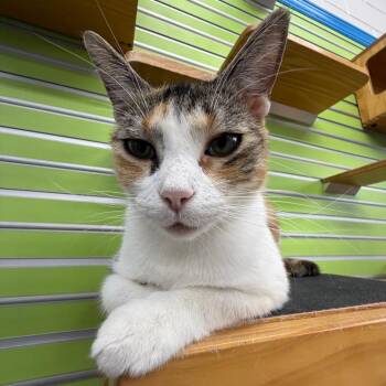 Chloe -  Domestic Short Hair Cat for Adoption in Montgomery, Alabama - Chloe | PetCurious