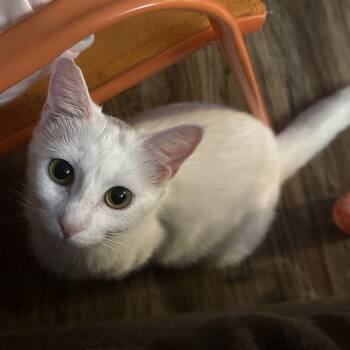 Sugar (Courtesy post) -  Domestic Short Hair Cat for Adoption in Clarksville, Virginia - Sugar (Courtesy Post) | PetCurious